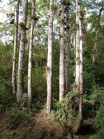 8 White Trunks