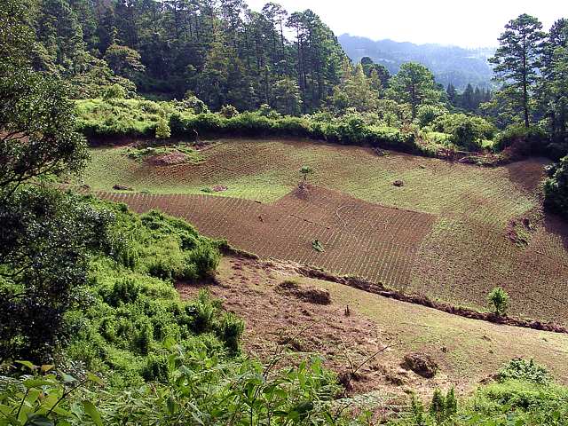 Fields Horizonl