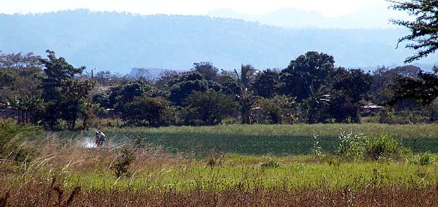 Man Sprays Fields