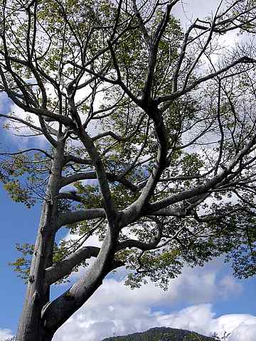 Proud Tree