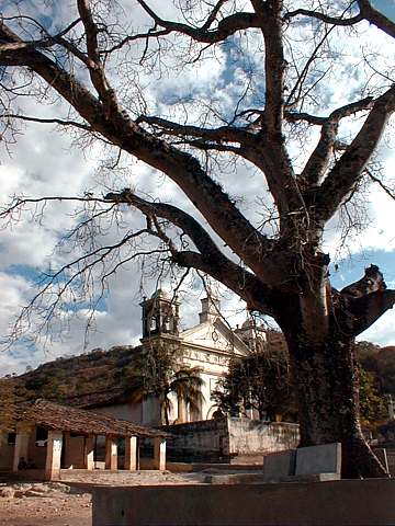 Chruch Tree