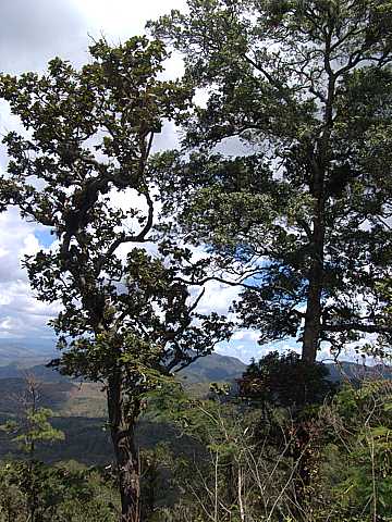 Mountain Trees