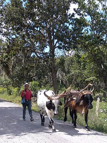 Walking Cows