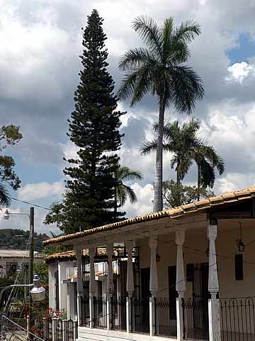 Palms & Pine Tree